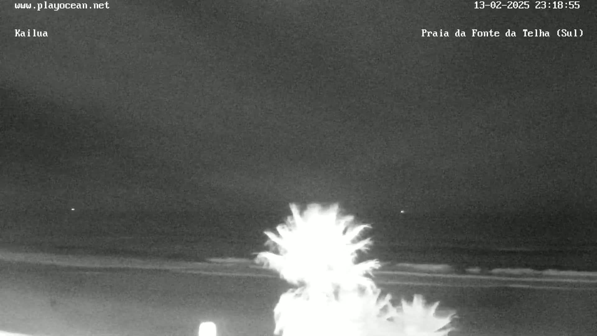 A nighttime beach scene shows a palm tree in the foreground with calm ocean waves in the background under a dark, clear sky.