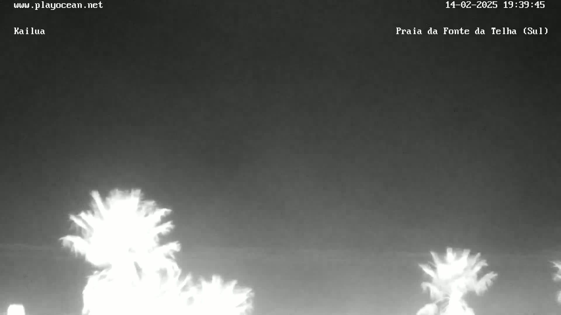 Under a dark night sky, several palm trees are silhouetted against a mostly clear sky.