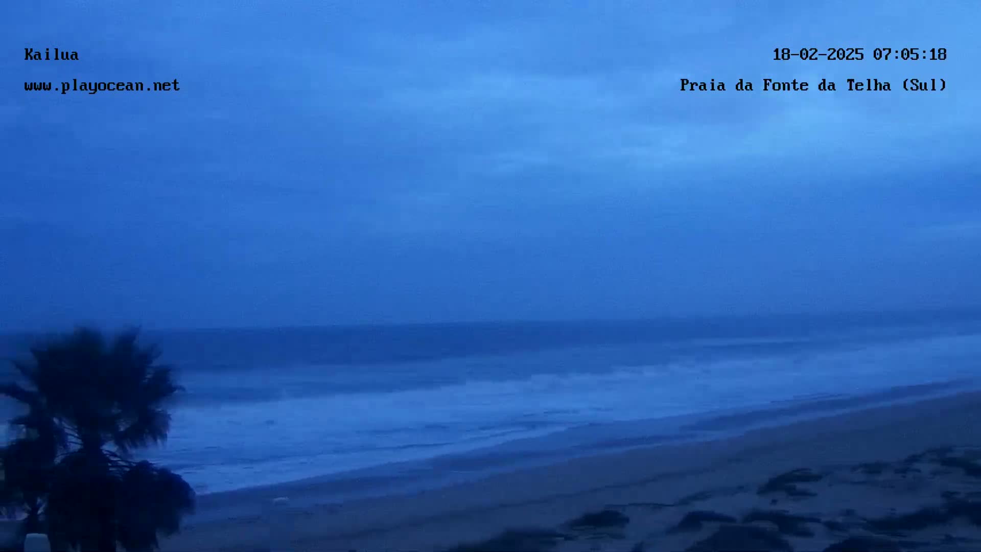 A palm tree sways in the wind beside a beach under a dark, overcast sky as waves roll onto the shore.