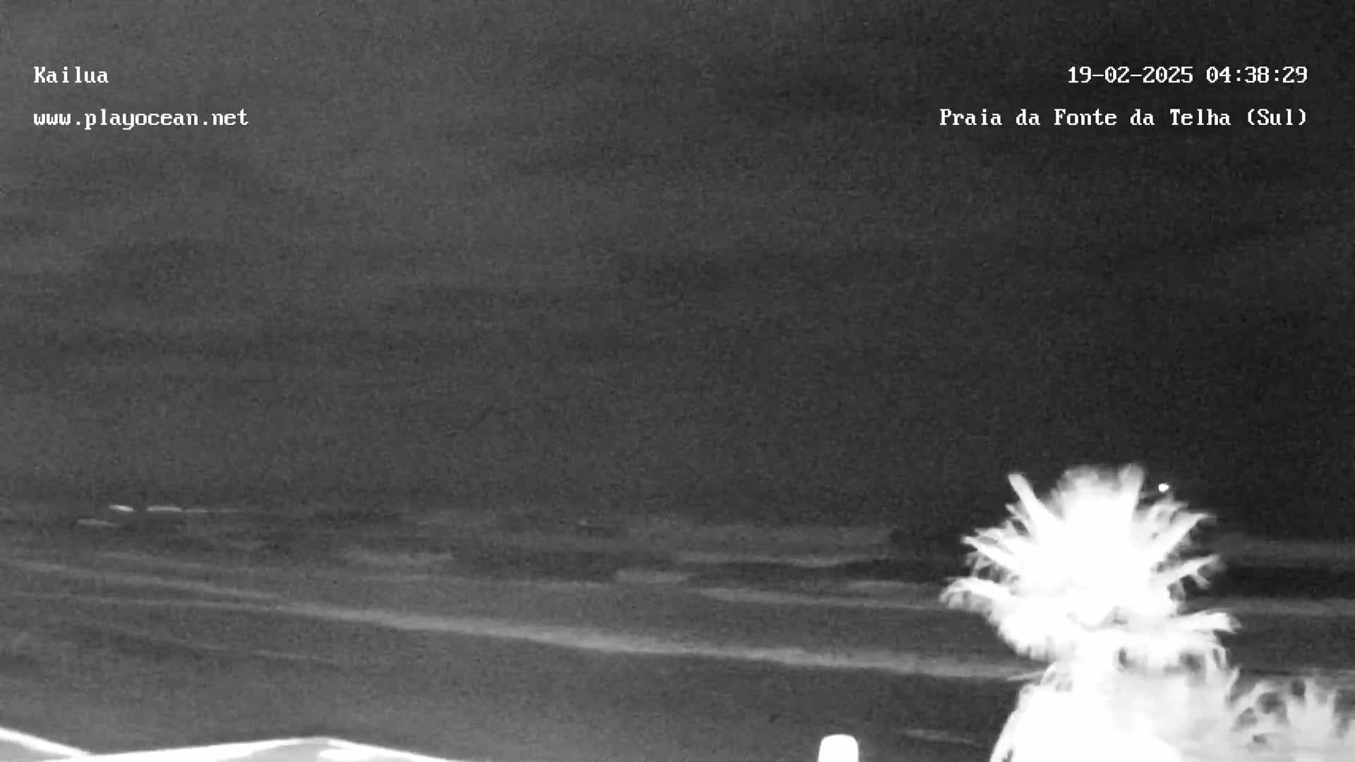 A nighttime view of a dark ocean shoreline with a palm tree in the foreground under a clear, dark sky.
