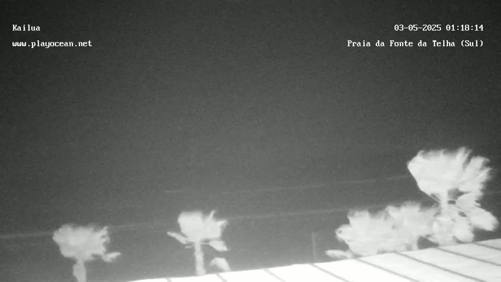 A nighttime, low-light image shows several palm trees blowing in the wind against a dark sky.