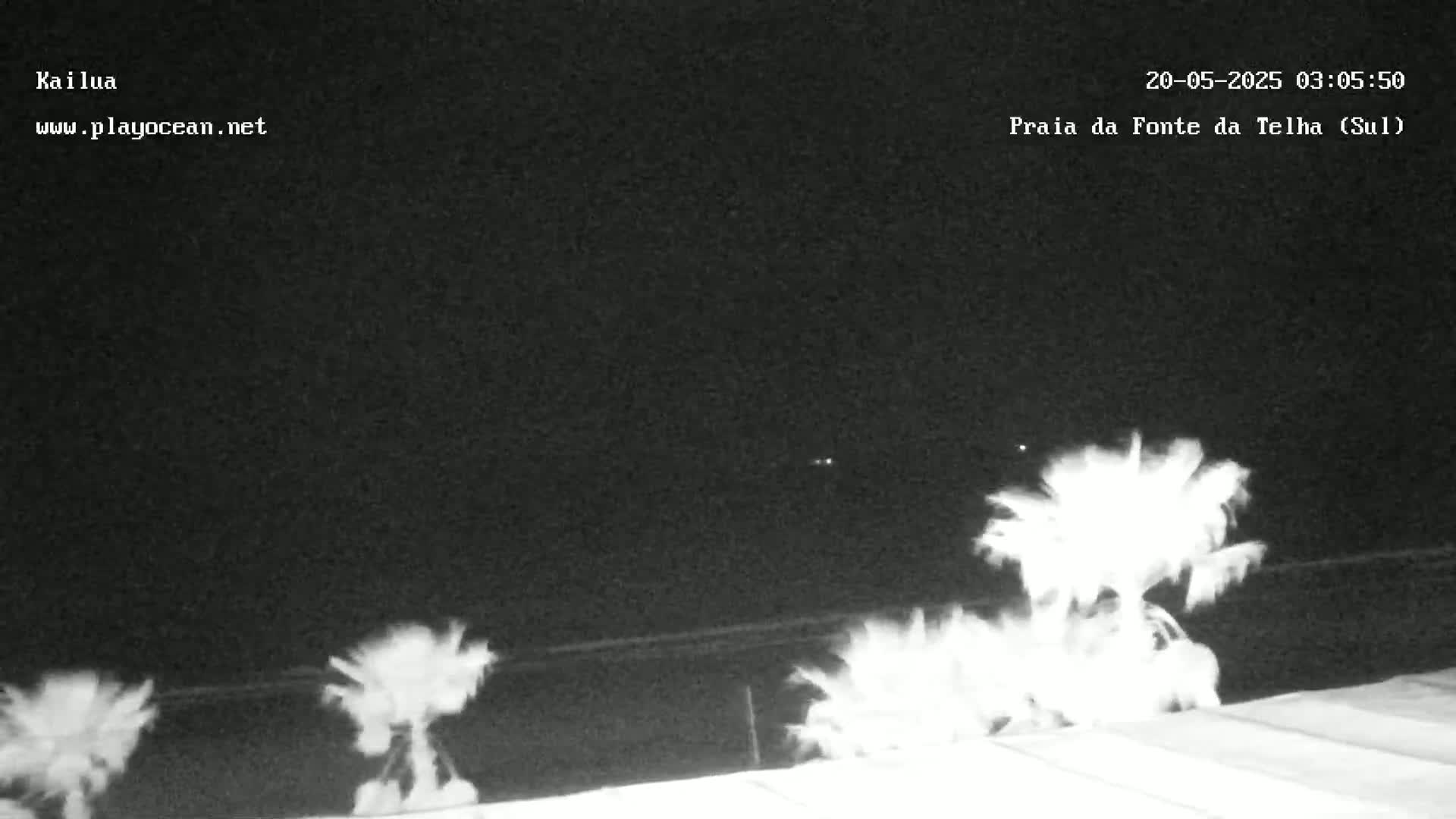 At night, several palm trees are visible against a dark sky.