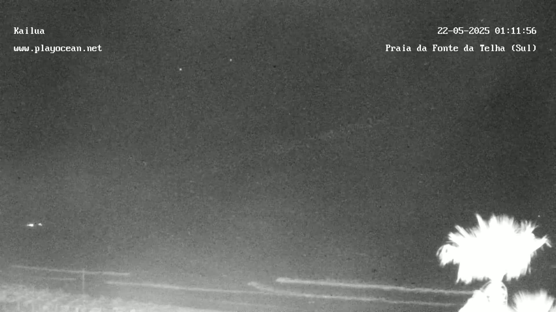 A nighttime, low-light view of a dark ocean shore with a bright object, possibly a plant, in the bottom right corner.
