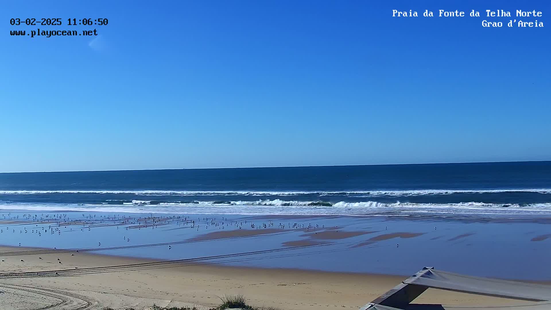 A sandy beach with many birds on the wet sand stretches to a dark blue ocean with small waves under a clear blue sky.