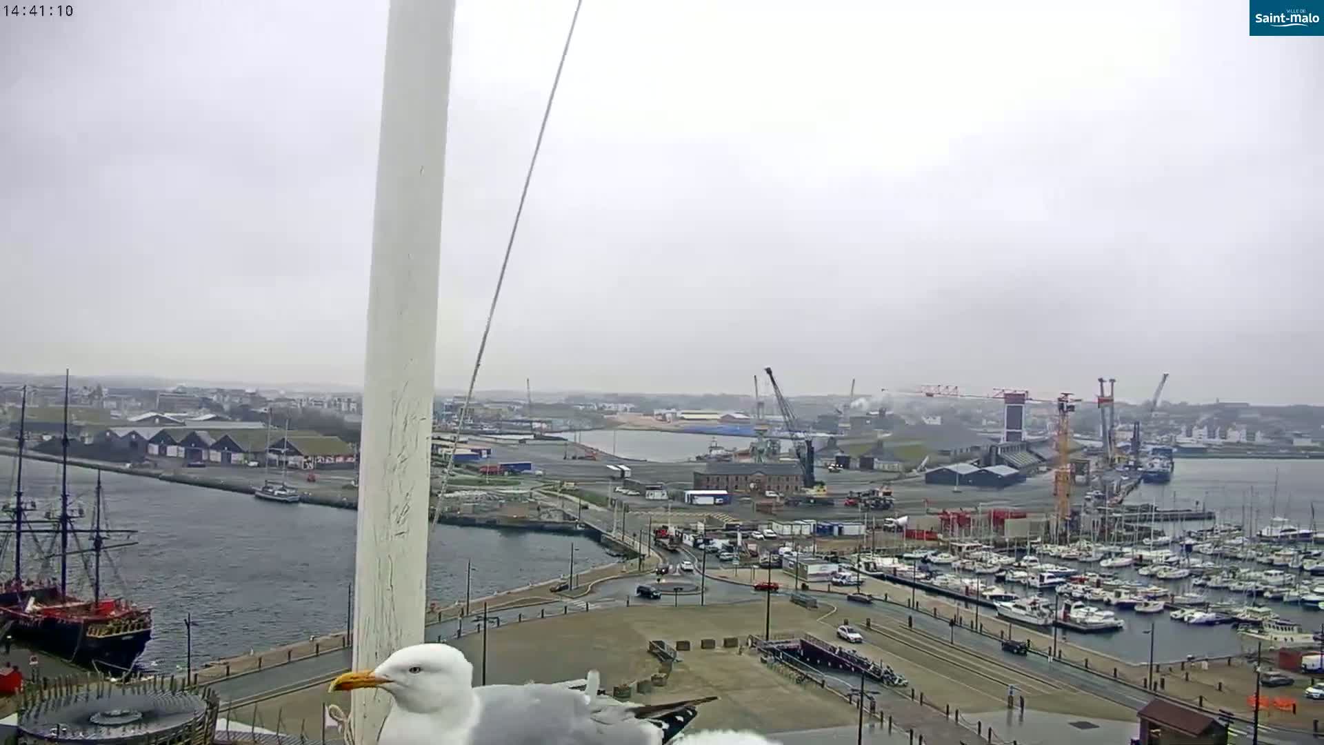 A seagull perches on a pole overlooking a harbor filled with boats and ships on an overcast day.