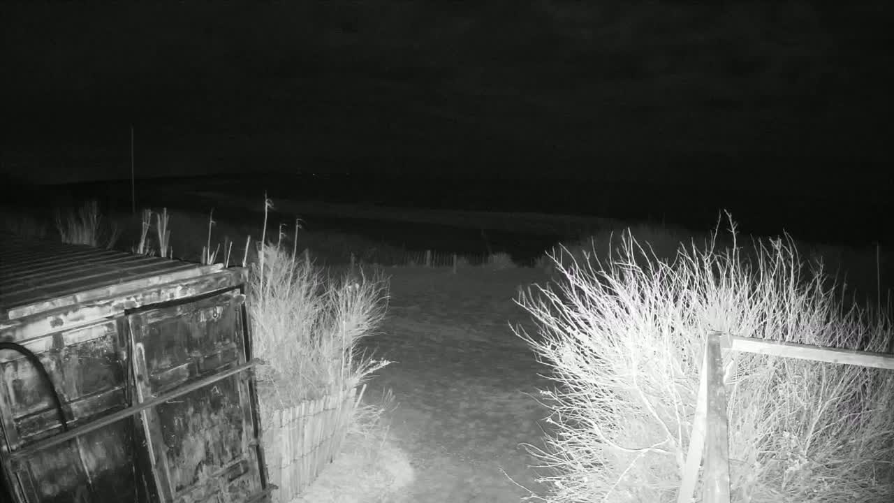 A dark, nighttime scene shows a metal container next to a sandy area bordered by sparse, shrubby vegetation under a cloudy sky.