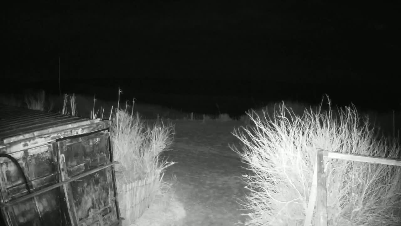 A large metal container sits partially obscured by brush under a dark, nighttime sky.