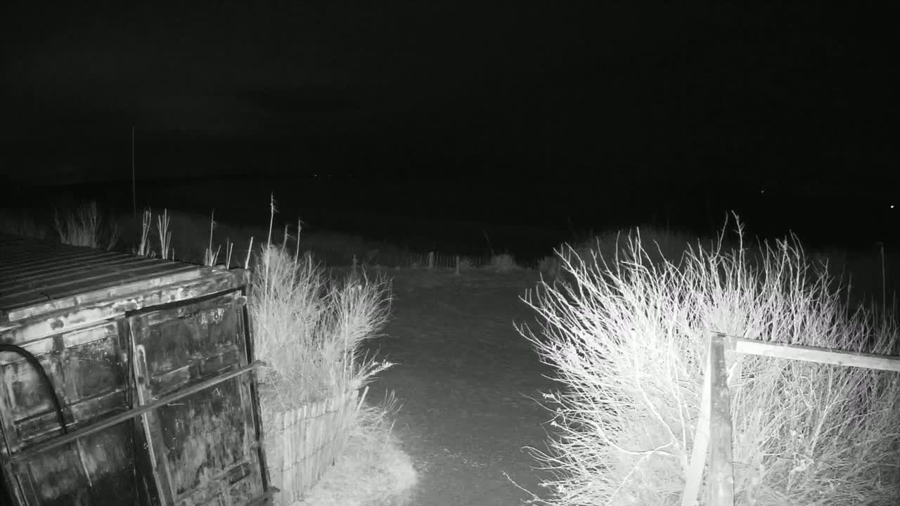 A nighttime, black-and-white image shows a metal container partially obscured by shrubs and a short fence, with barren shrubs flanking a dirt pathway leading to a dark horizon under a clear sky.