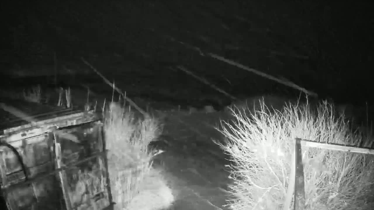A nighttime, snowy scene shows a dark, dilapidated structure and sparse, snow-covered brush near a fence.