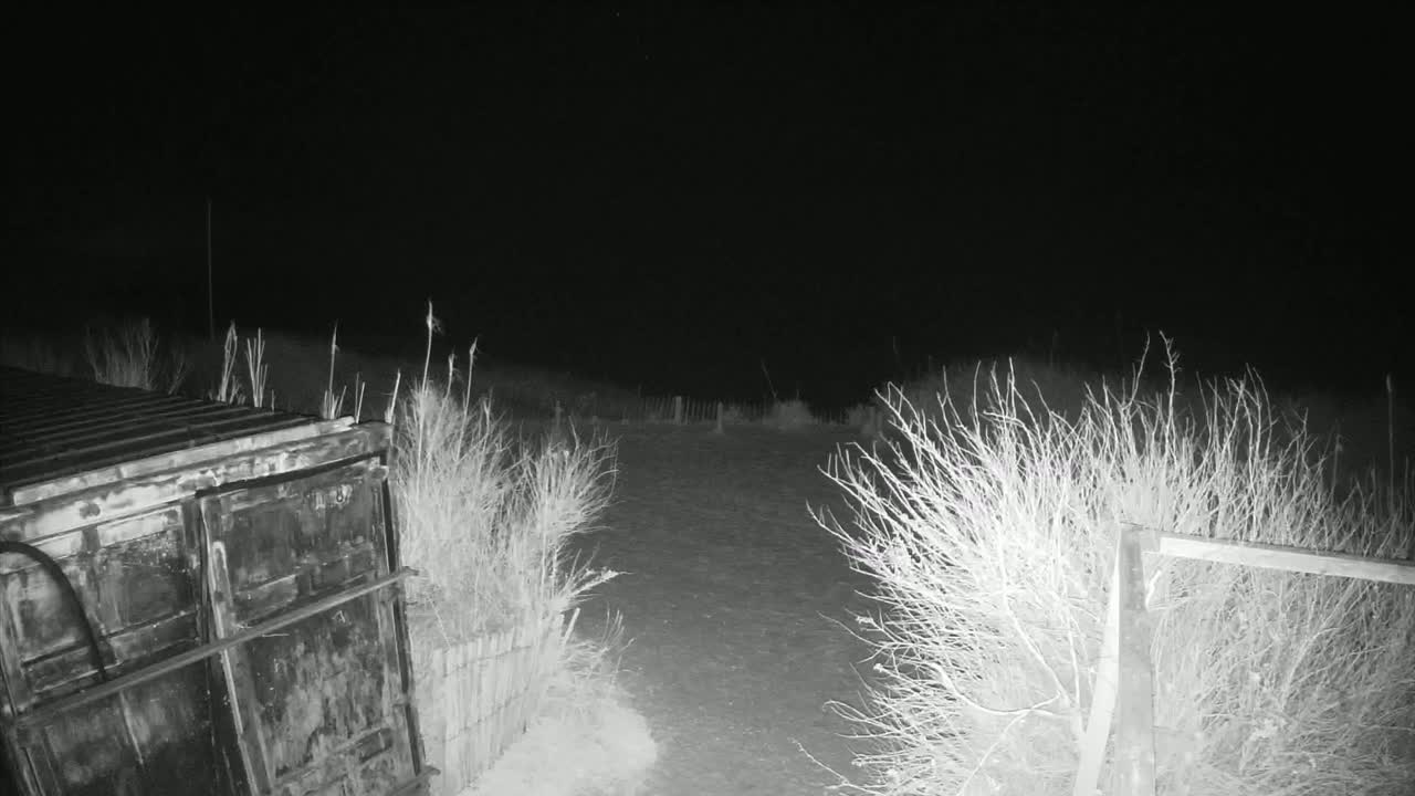 A dark, nighttime scene shows a metal container next to a bare, shrubby area under a clear, starless sky.