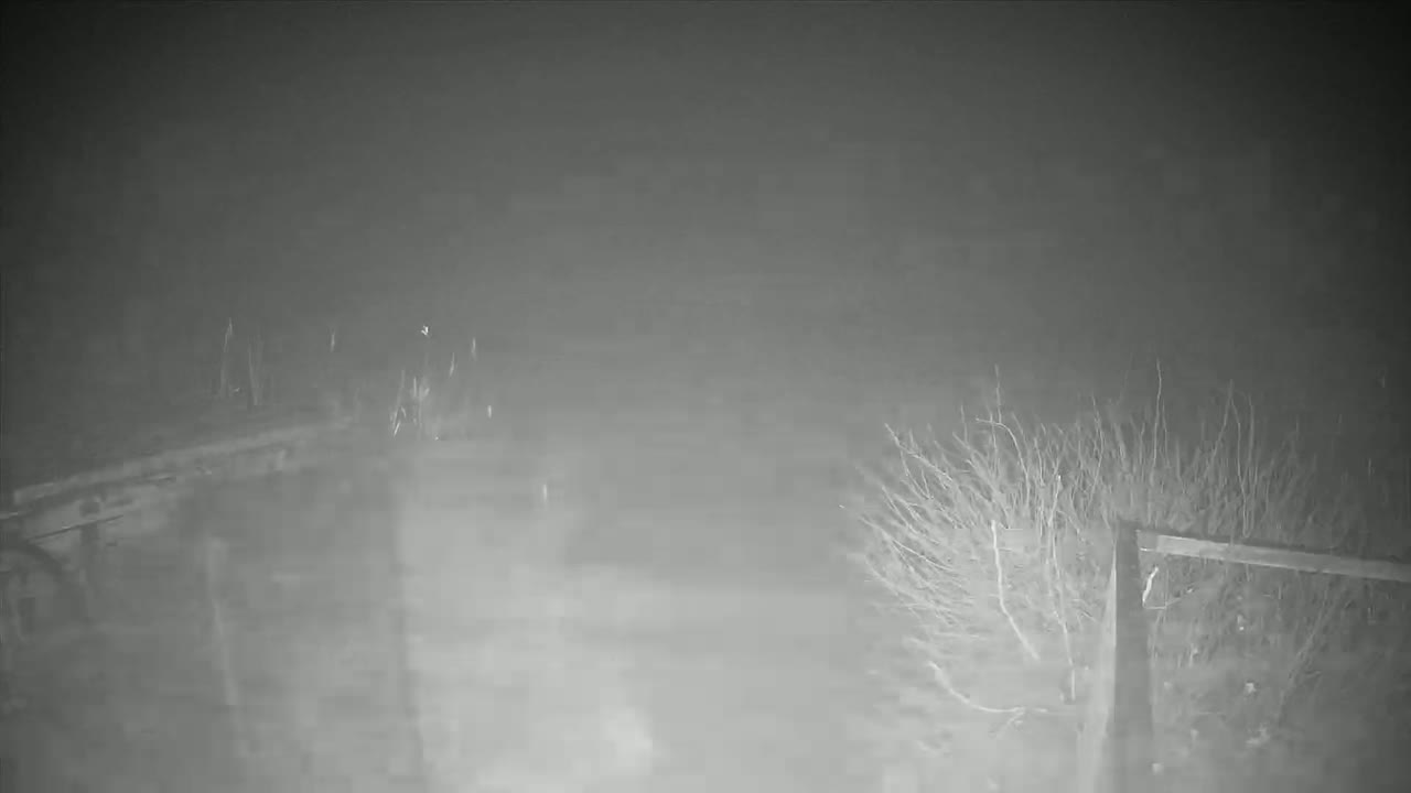 A nighttime, foggy scene shows a section of fence and some shrubs.