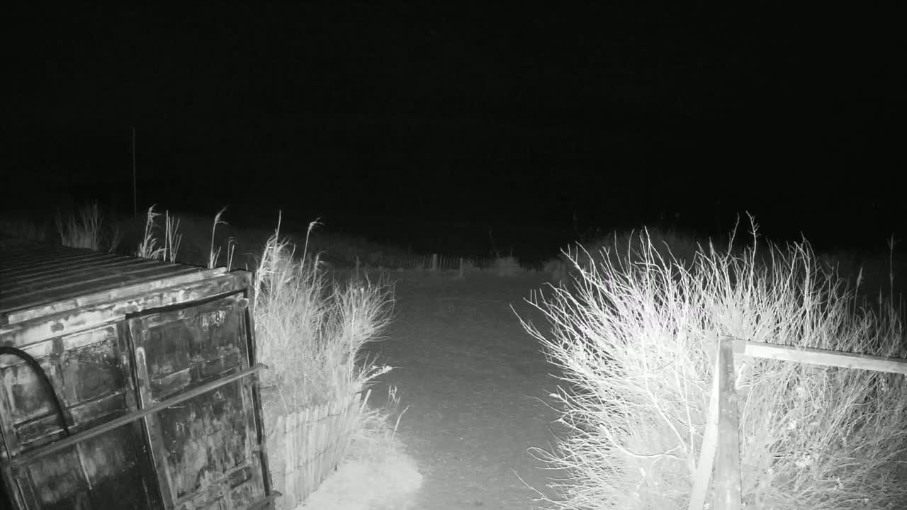 A dark, nighttime scene shows a large metal container partially obscured by tall grasses and shrubs, next to a small, cleared area.
