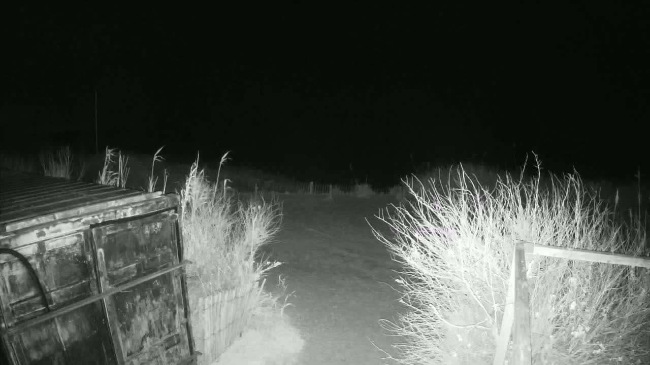 A large metal container sits beside a snow-covered path at night, flanked by tall, dry grasses and shrubs.