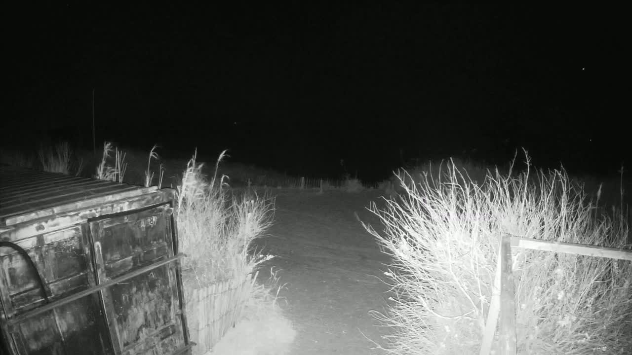 A dark, nighttime scene shows a metal container partially obscured by tall grasses and shrubs next to a snow-covered ground.