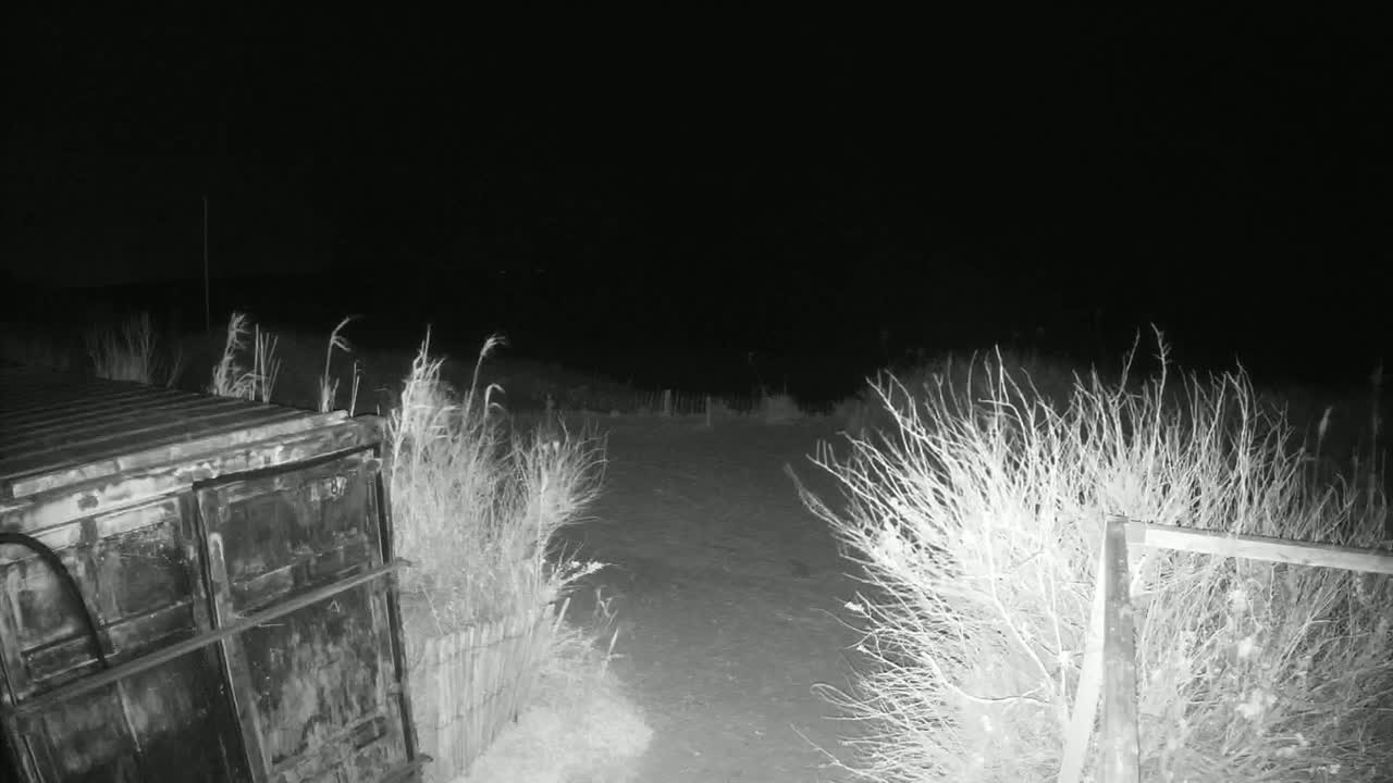 A dark, nighttime scene shows a metal container next to tall grasses and shrubs, with a small, snow-covered area in the foreground.