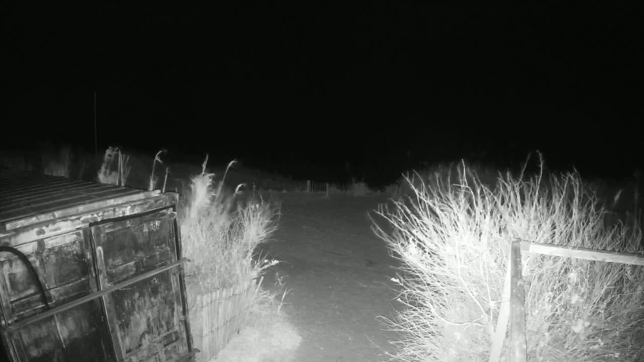 A dark, nighttime scene shows a metal container partially obscured by tall grasses and shrubs, with a snow-covered path leading away from it.