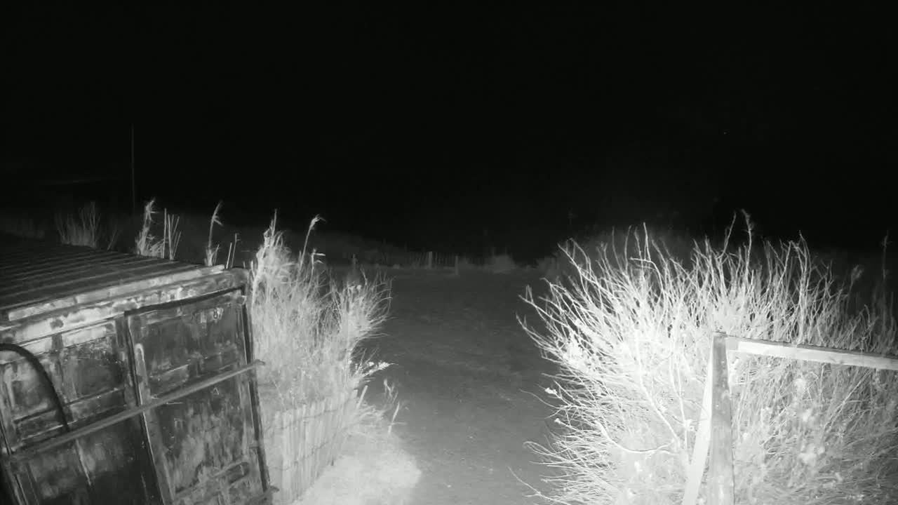 A dark, nighttime scene shows a metal container next to a dirt path bordered by tall grasses and shrubs.