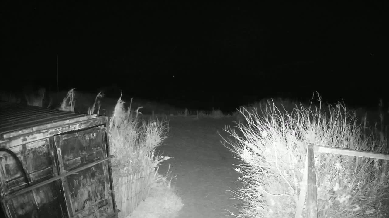 A dark, nighttime scene shows a metal container partially obscured by tall grasses and shrubs, with a sparsely vegetated area extending into the background under a clear sky.