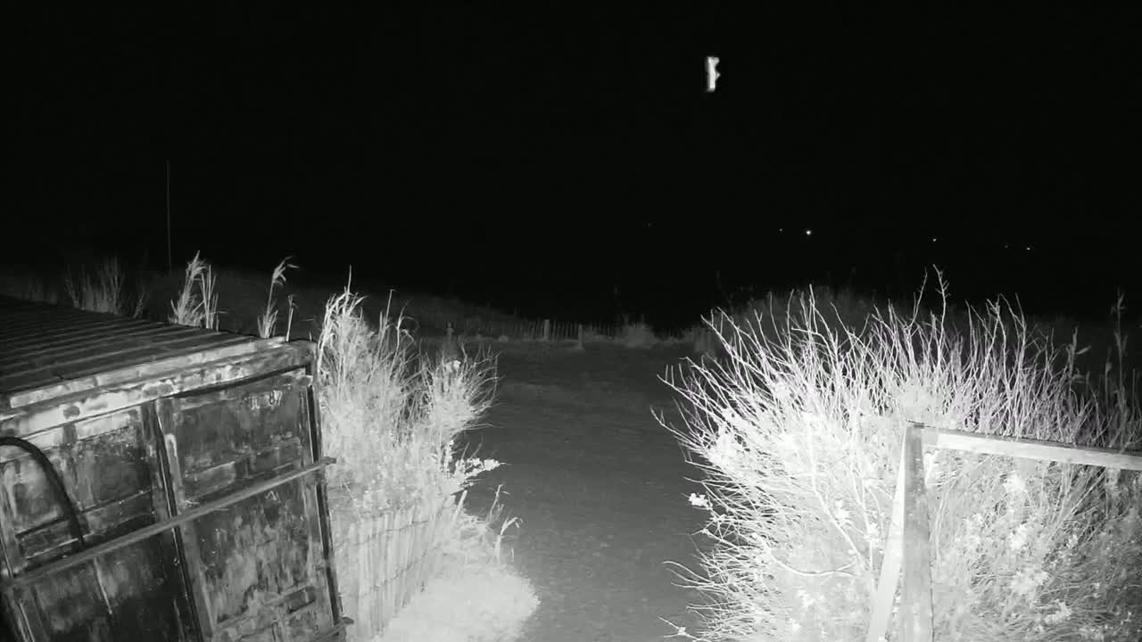 A dark, nighttime scene shows a large metal container partially visible behind overgrown vegetation flanking a dirt path.