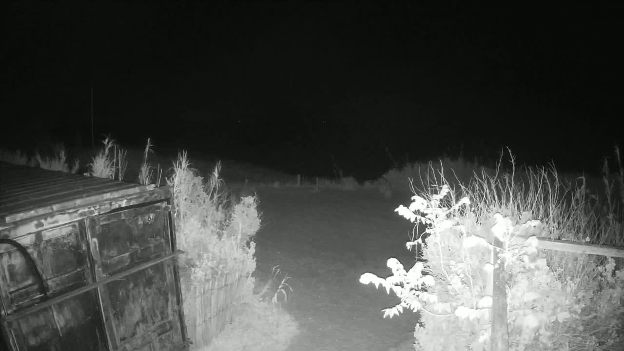 A dark, snowy nighttime scene shows a metal container partially visible to the left, with snow-covered shrubs on either side of a small, snow-covered area.