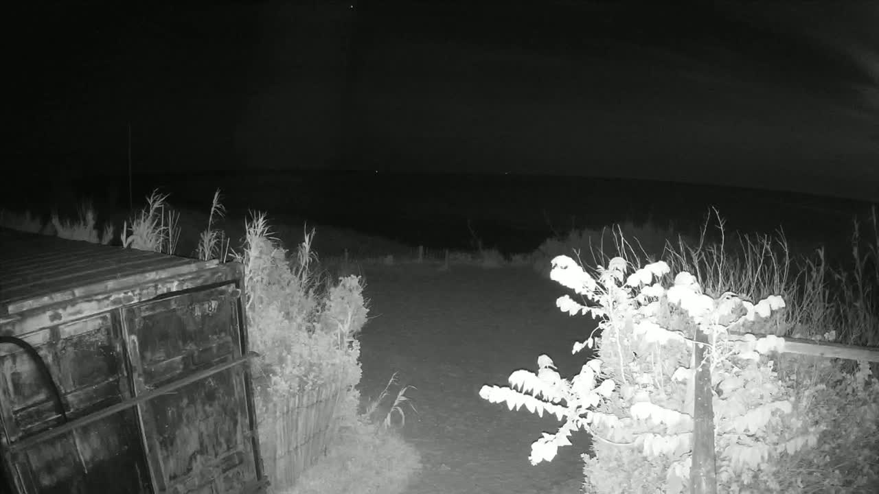 A dark, nighttime scene shows a metal container to the left, vegetation in the foreground and middle ground, and a dark expanse beyond.