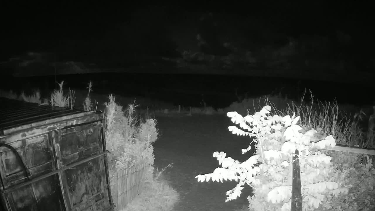 A dark, nighttime scene shows a metal container next to overgrown vegetation under a partly cloudy sky.