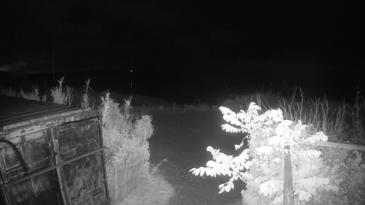 A dark, nighttime scene shows a metal container partially visible near some shrubs and tall grasses, under a mostly clear sky.
