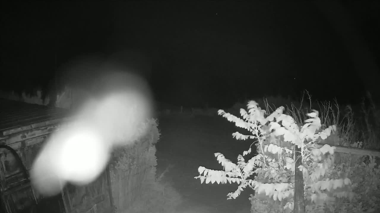 A bright light obscures the view of a nighttime scene featuring bushes and a fence, with some branches moving in the wind.