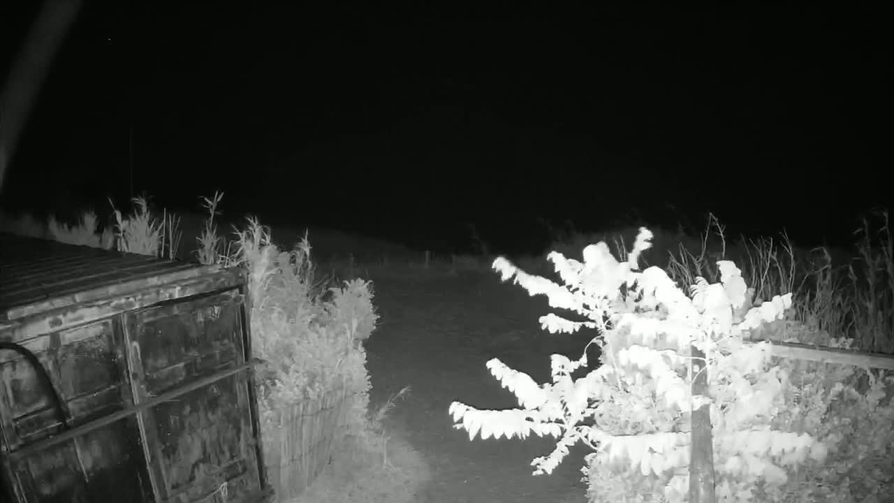 A dark, nighttime scene shows a large metal container next to overgrown vegetation under a clear, starless sky.