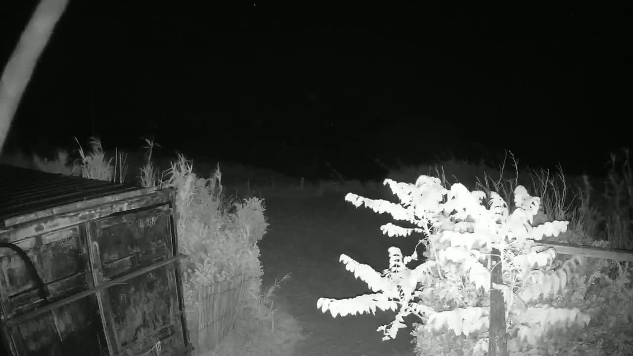 A dark, nighttime scene shows a metal container partially obscured by vegetation, with other shrubs and bushes visible under a clear, starlit sky.