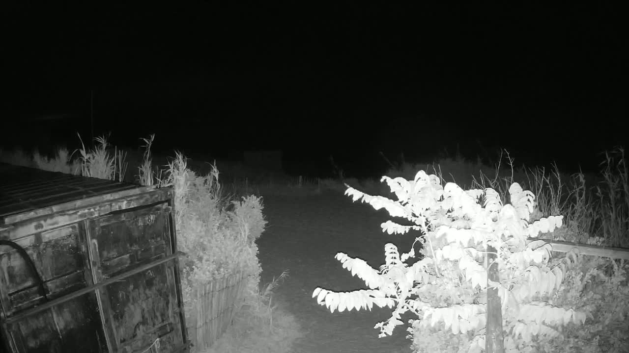 A dark metal container sits near some shrubs and tall grasses under a night sky.