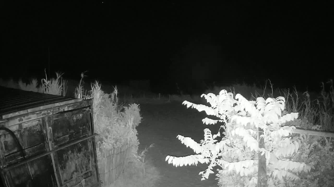 A dark, nighttime scene shows a metal container to the left, vegetation including a bush to the right, and a dirt area between them.