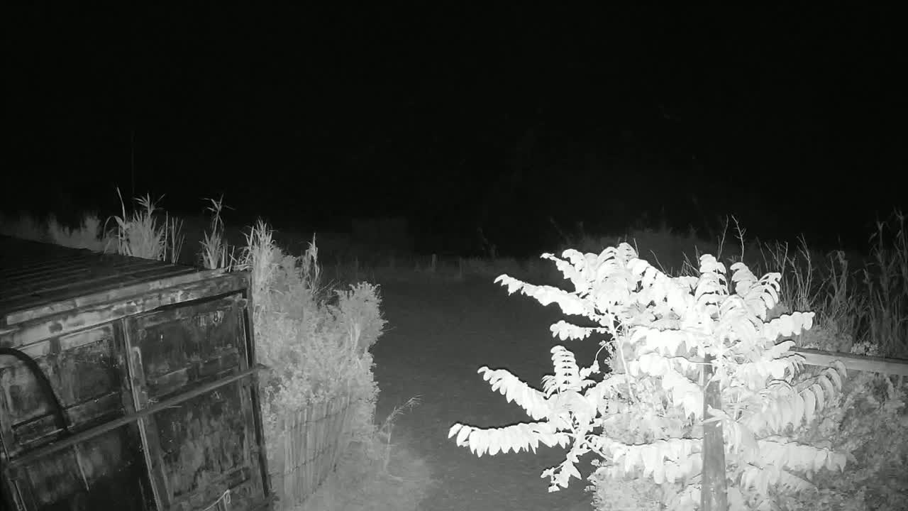 A large, dark metal container sits next to overgrown vegetation under a dark night sky.