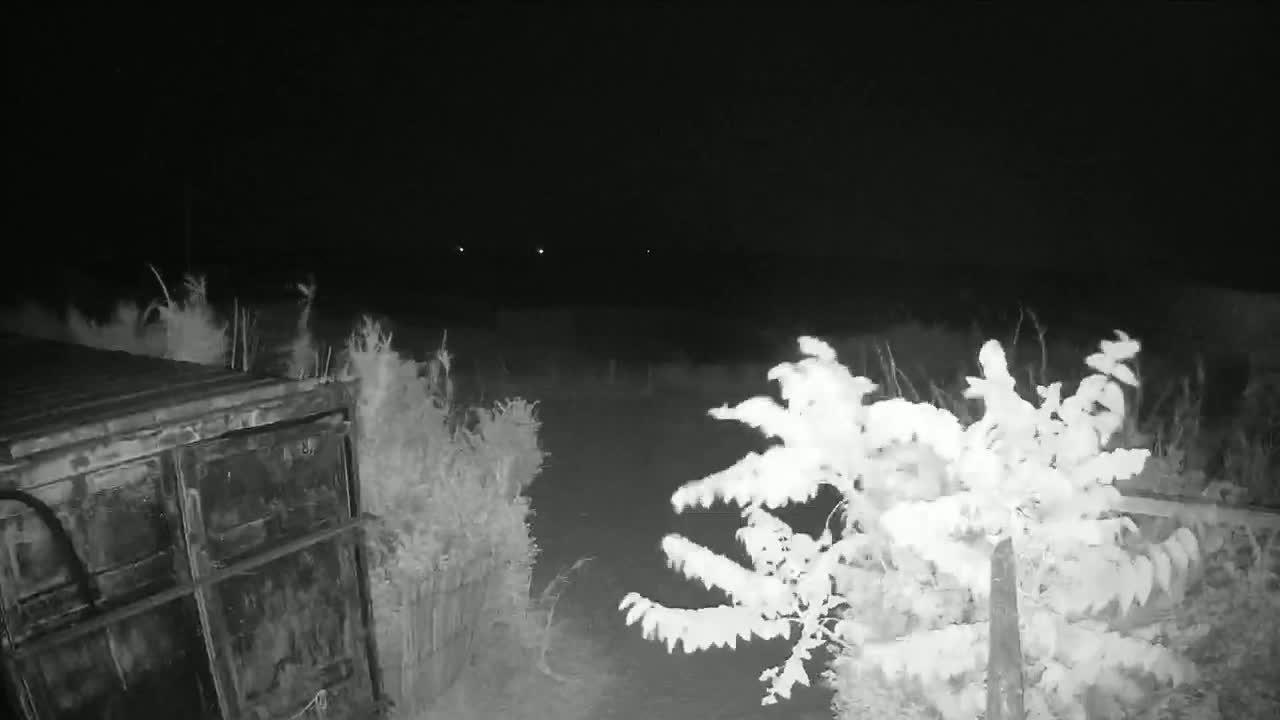 A nighttime, low-light image shows a metal dumpster partially obscured by overgrown vegetation, with more vegetation in the foreground and background under a dark sky with a few distant lights visible.
