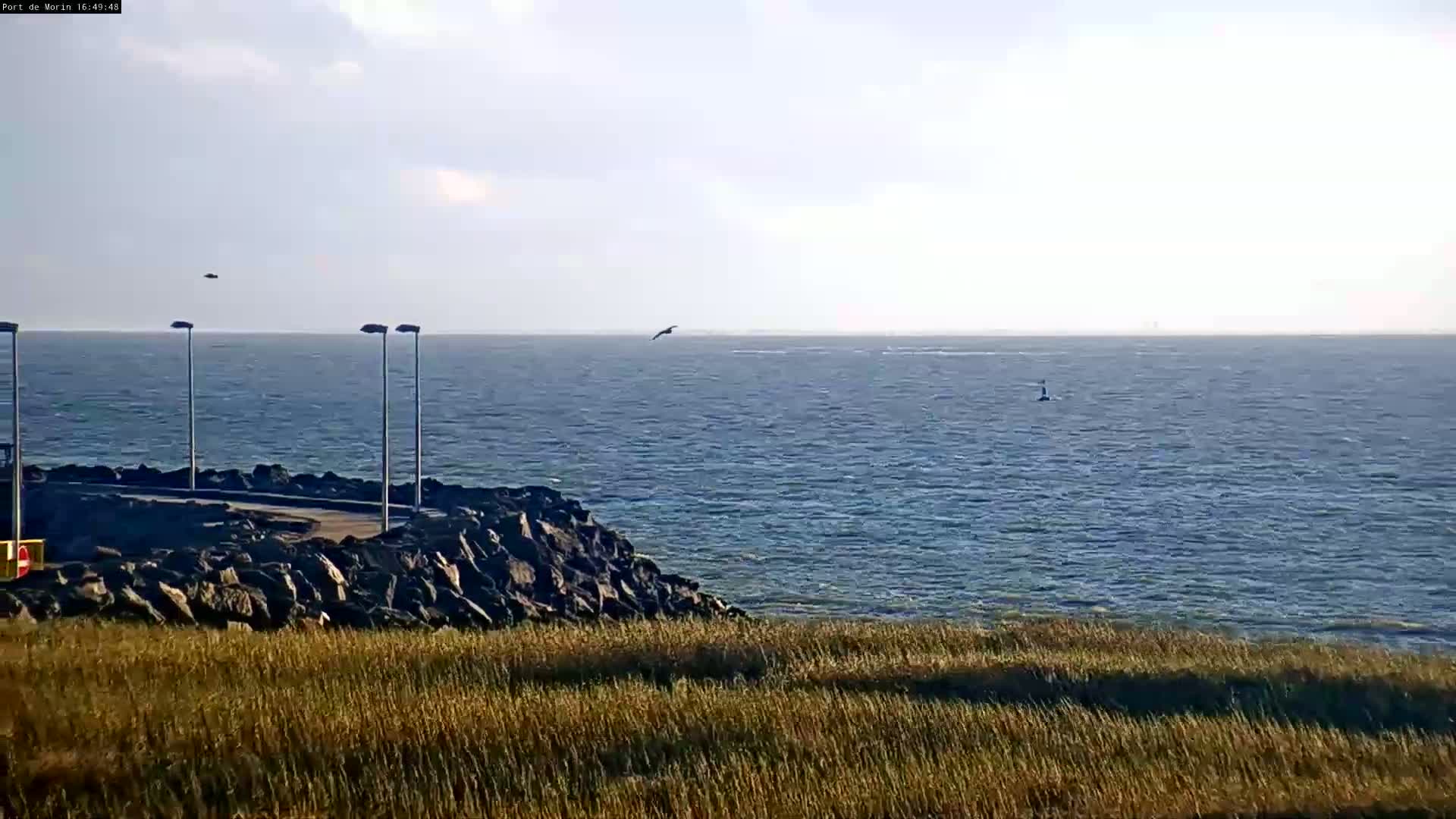 A rocky shoreline with tall grass overlooks a calm, blue ocean under a mostly clear sky, with a bird in flight.