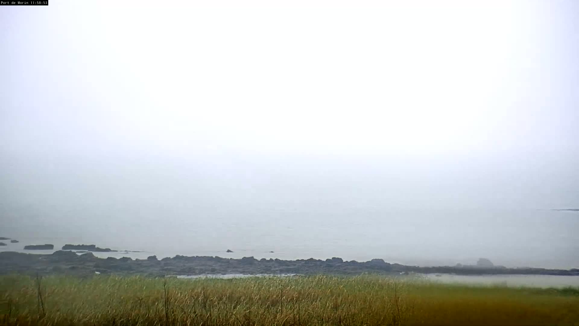 A foggy coastal scene shows a calm body of water partially obscured by fog, with dark rocks along the shoreline and tall grasses in the foreground.