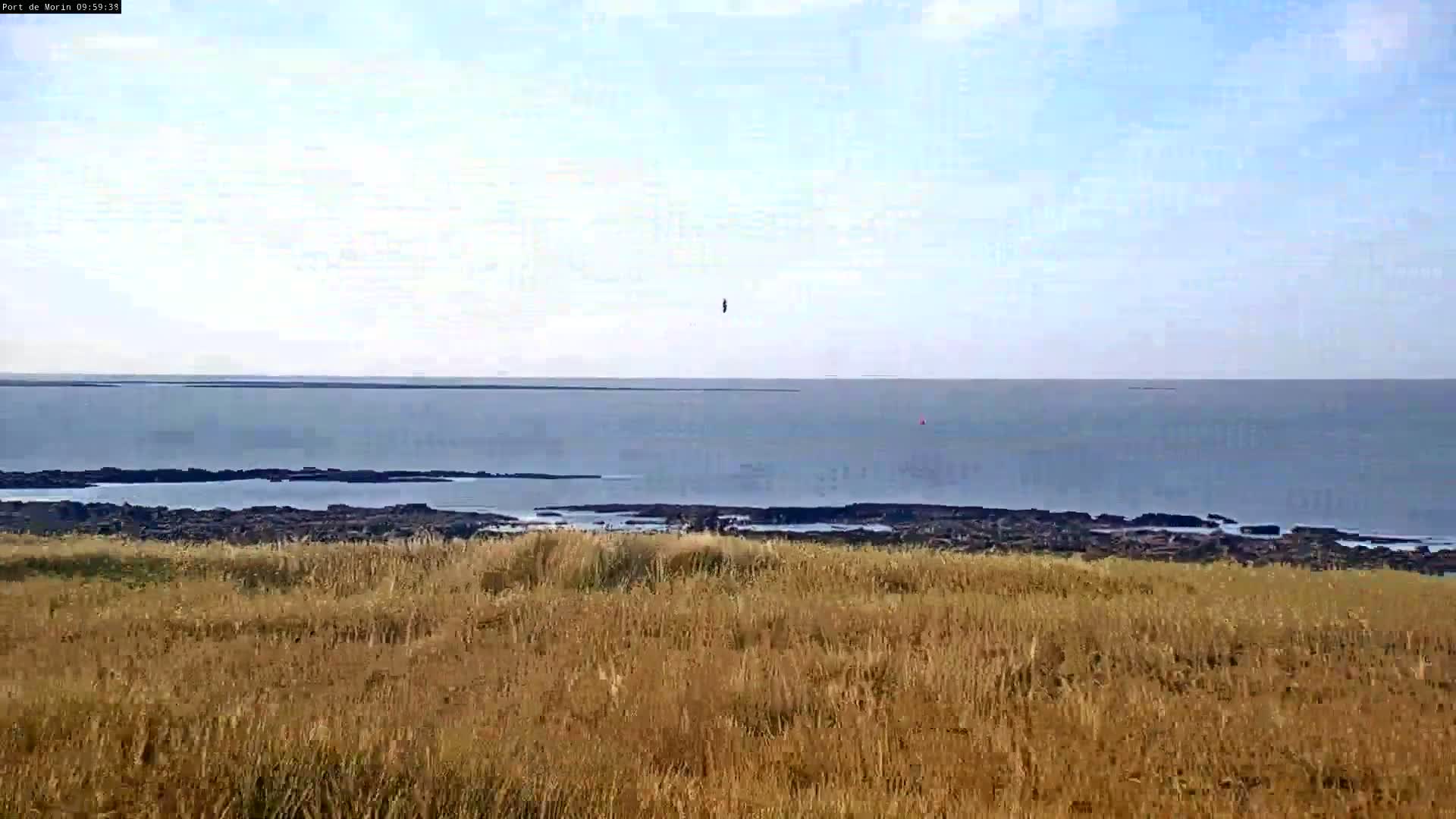 A calm ocean stretches to the horizon behind a field of tall, dry grass.