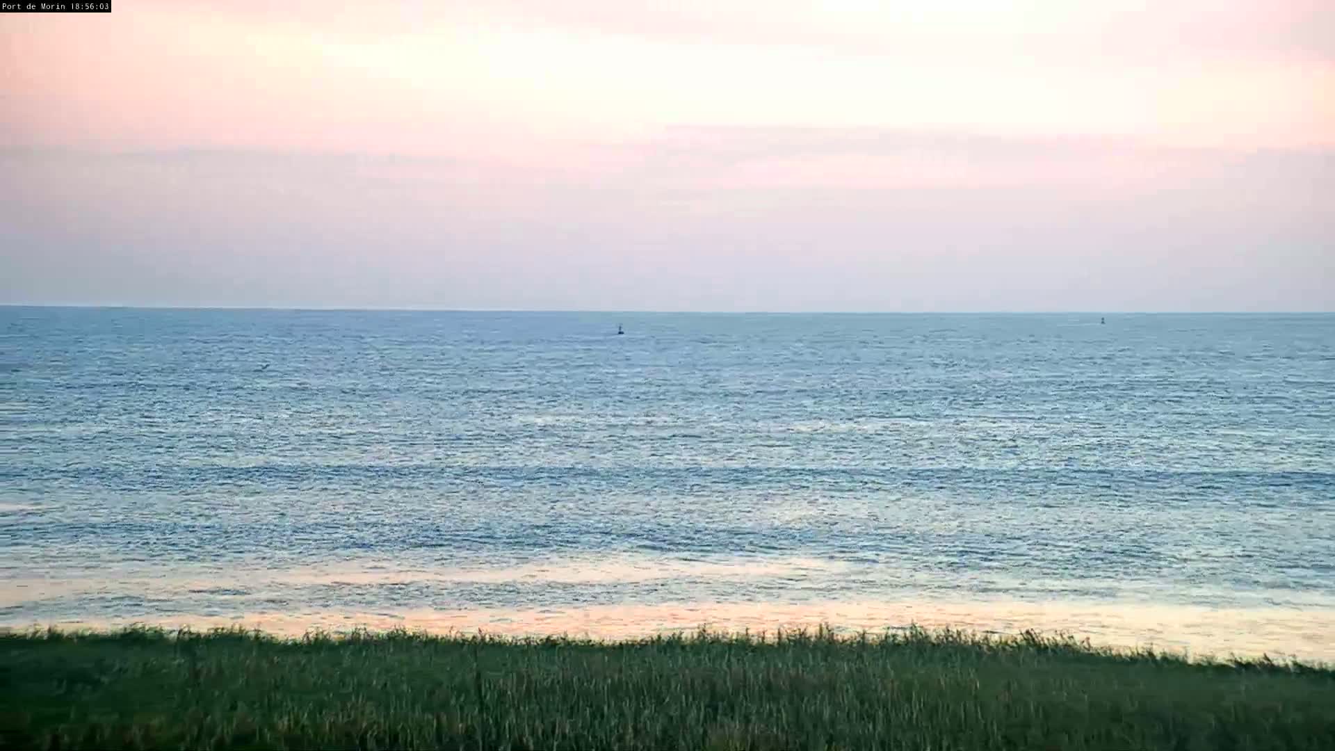 A calm ocean with a pale pink sky is viewed from behind a strip of green grass.