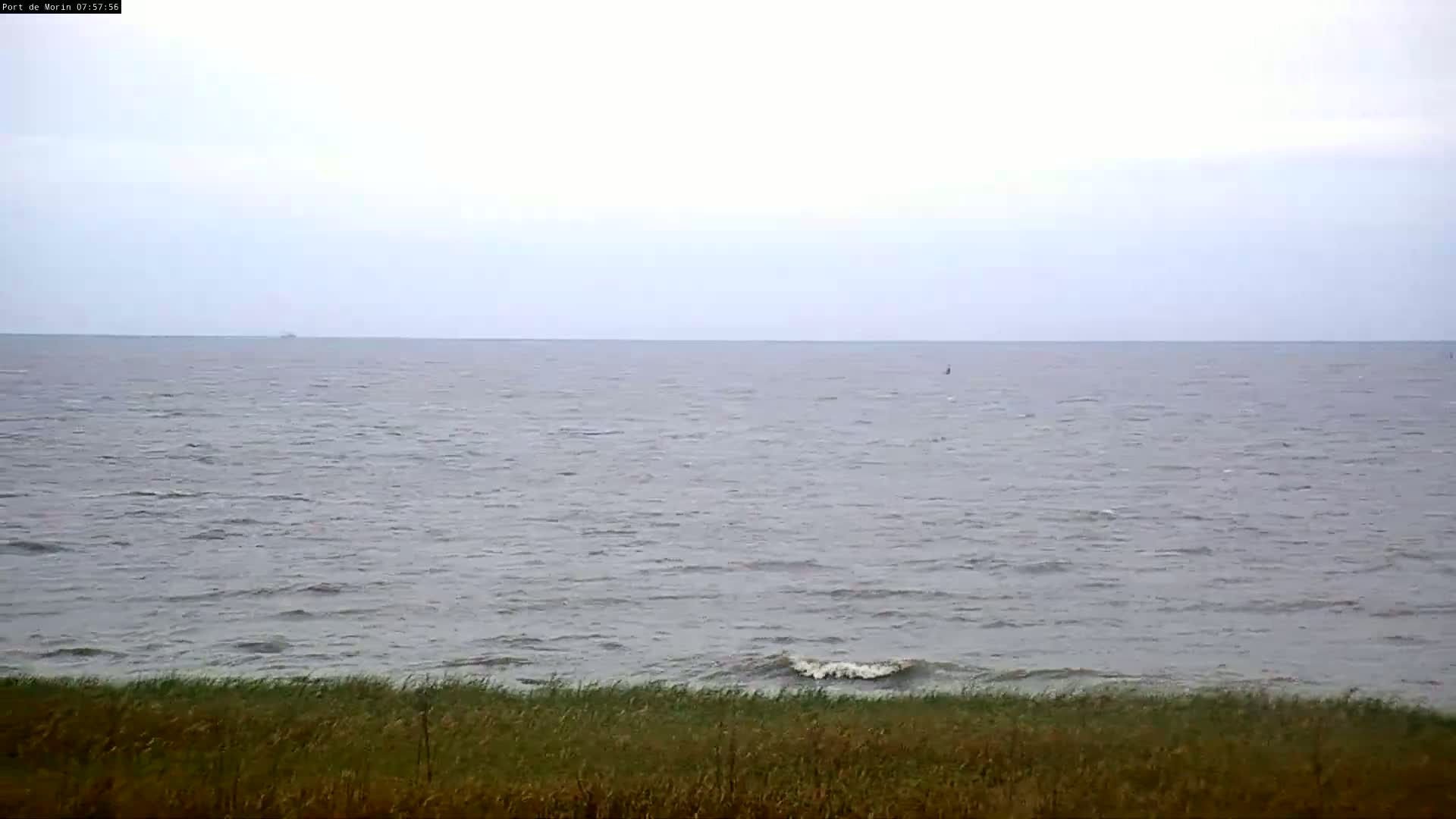 A calm, grey sea with small waves laps a shore lined with tall grasses under an overcast sky.