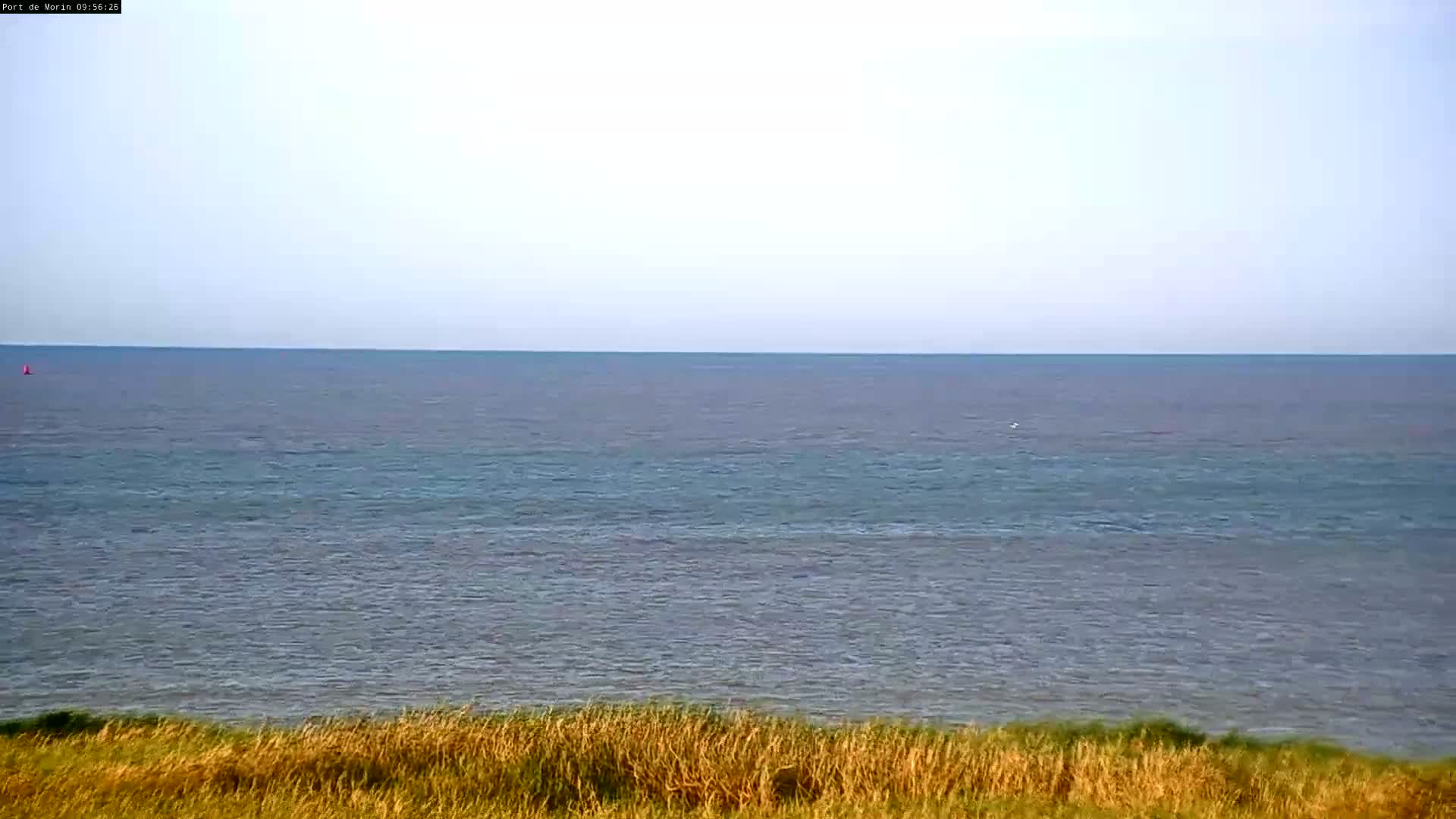 A calm, expansive ocean stretches to the horizon under a clear, light-blue sky, viewed from behind a line of tall, dry-looking grass.