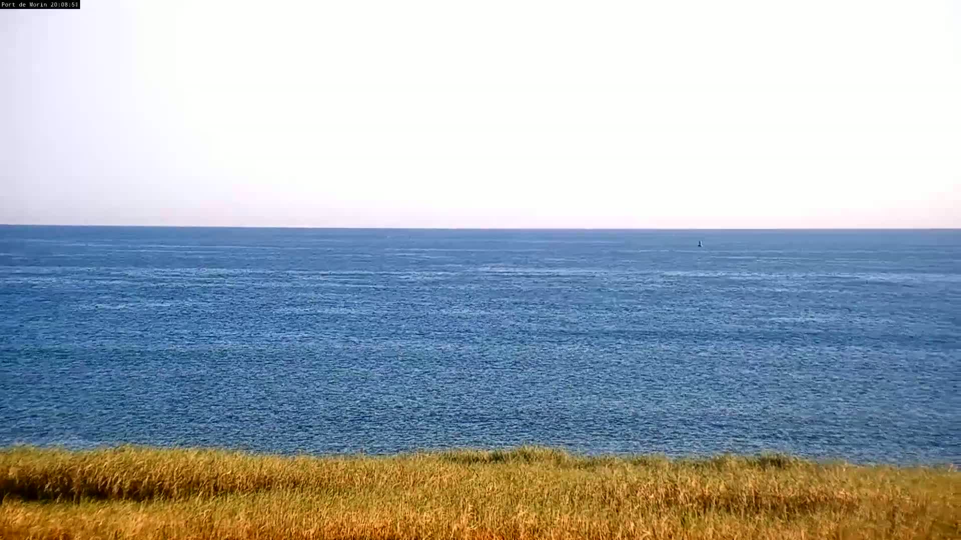 A calm, blue ocean stretches to the horizon under a pale sky, viewed from behind a line of tall, dry grass.