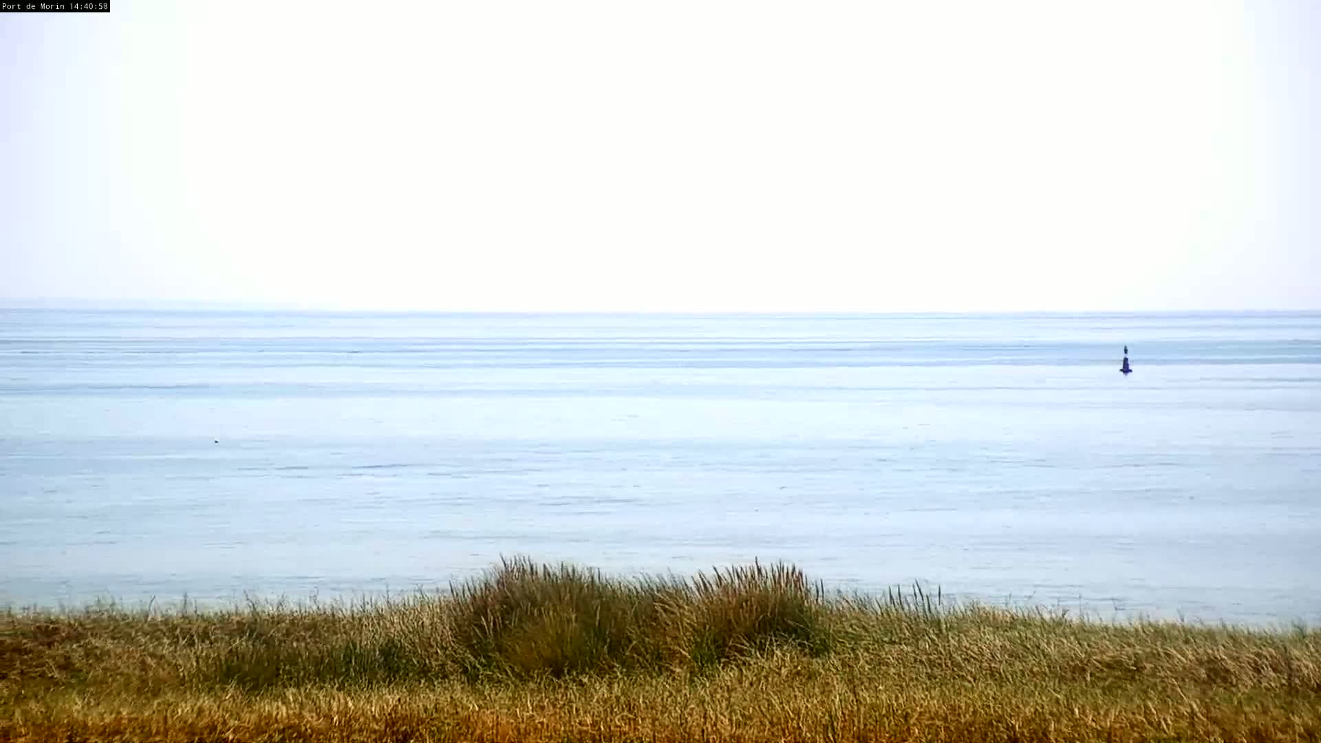 A calm, light-blue ocean stretches to a hazy horizon, viewed from behind a foreground of tall, dry grasses.