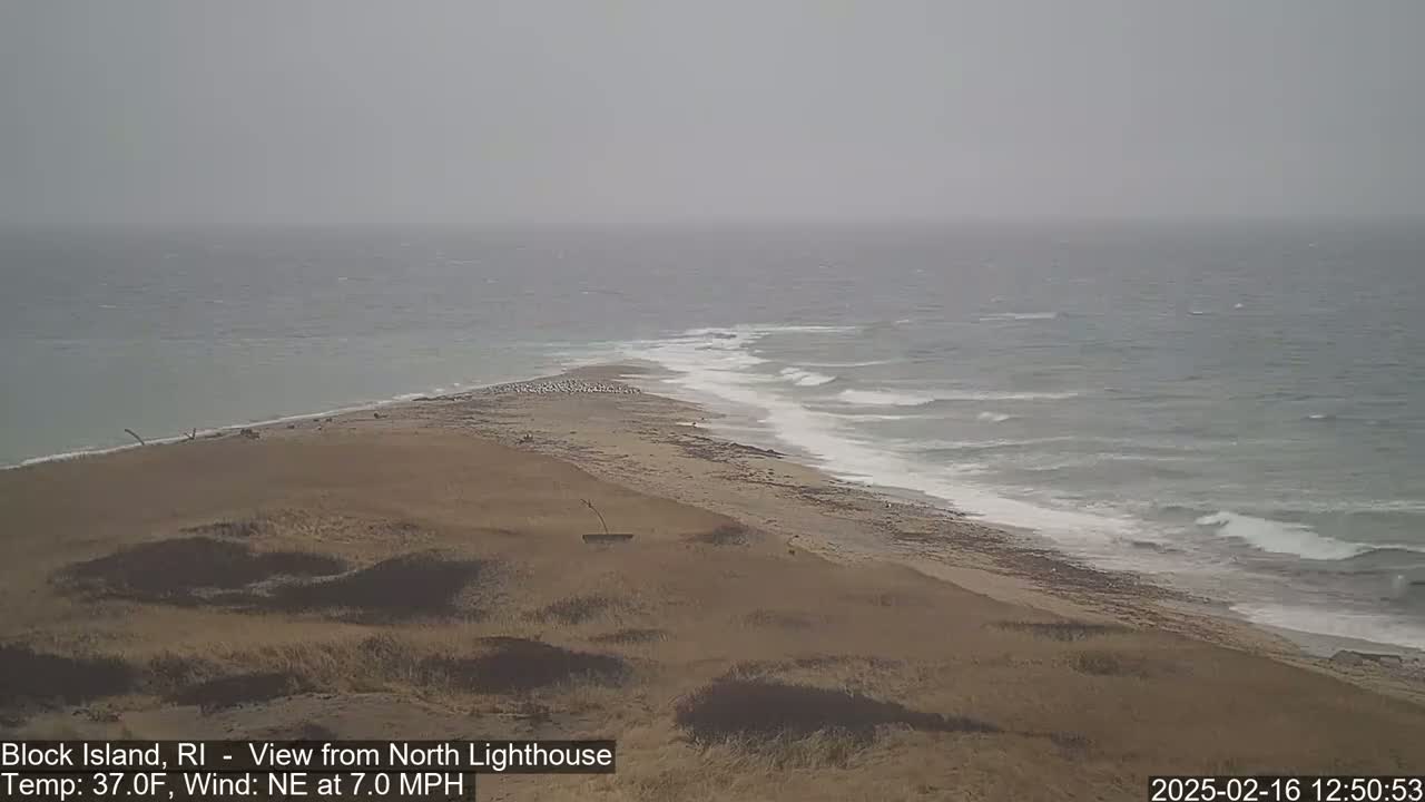 A sandy coastline with a flock of birds and small waves under an overcast sky.