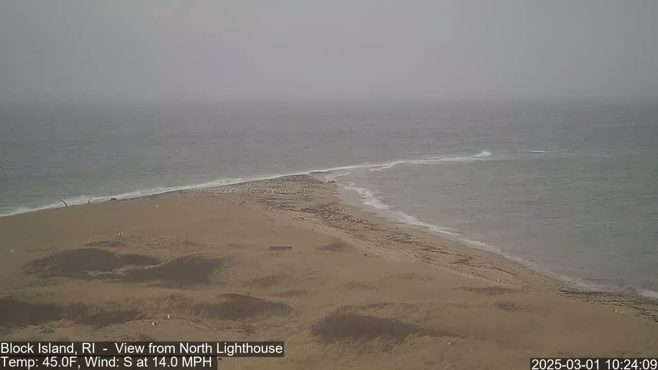 A sandy beach with a scattering of birds meets a gray, wavy ocean under an overcast sky.