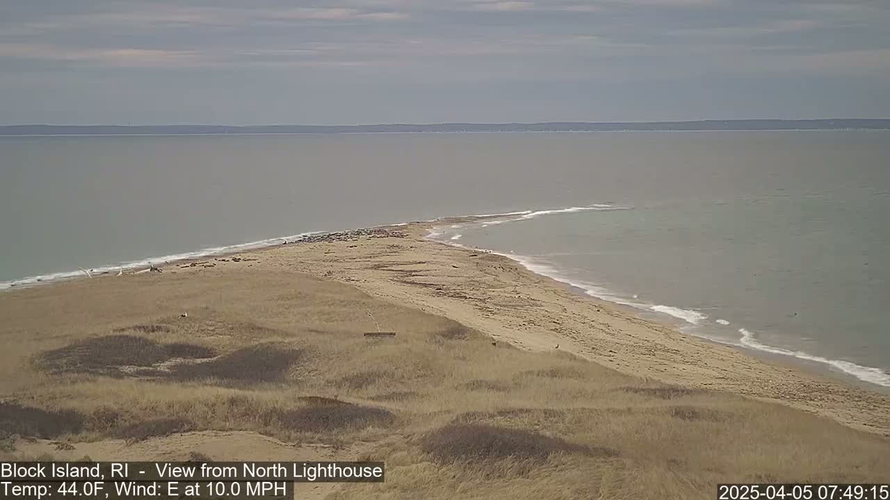 A sandy beach curves around a point of land, where a group of dark-colored animals are gathered, overlooking a calm, gray sea under an overcast sky.