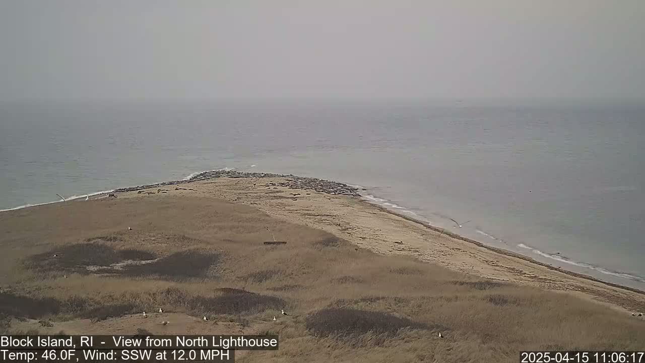A hazy, overcast day shows a sandy shoreline with a large group of seals on the beach and several birds on the grassy dunes, with a calm sea in the background.