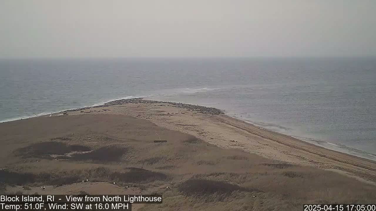 A sandy beach with a colony of seals, bordered by grasses and overlooking a calm ocean under an overcast sky.