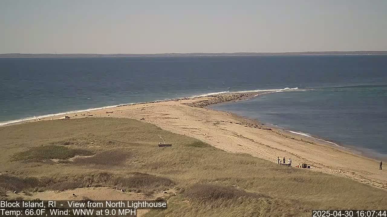 A sandy beach with a group of people and seals stretches out into a calm ocean under a clear sky.
