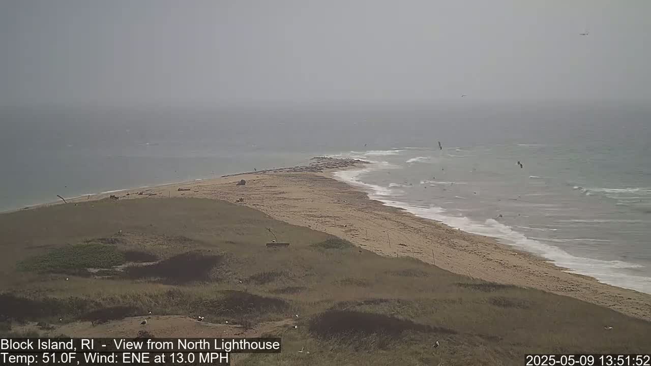 A hazy, windy day shows a sandy beach curving into a calm ocean with several birds flying overhead, viewed from a grassy dune.
