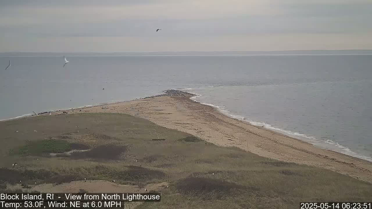 A sandy beach and grassy dunes meet a calm ocean under an overcast sky, with several birds visible in the air and on the ground.